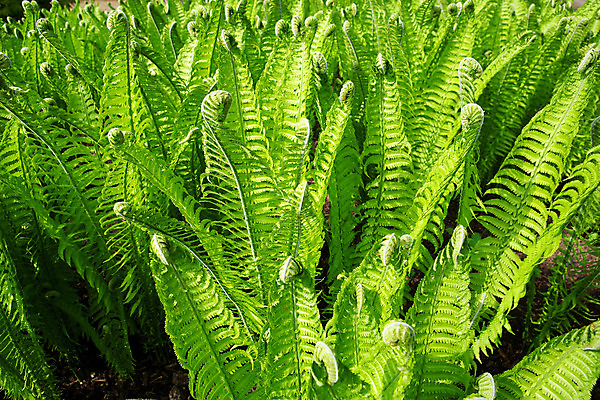 포토 JPG 해외이미지 식물 계절 공원 꽃 백그라운드 잎 패턴 자연 프레임 사람없음 야외 초록색 여름 환경 정원 봄 성장 신선 숲 허브 시작 생물학 장면 지역 리빙 양치류 정중 세련 전경 해외202004 해외포토 공공시설 교육 컬러 컨셉 무늬 풍경 생태계 파일형식 탑뷰 이미지허브