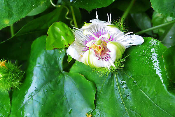 포토 JPG 해외이미지 나무 1 꽃잎 아시아 포즈 곤충 잎 농업 열대 건강 사람없음 햇빛 농장 일출 환경 보라색 주스 수확 성장 잡기 개화 맛 덩굴 먹이 망토 과수원 레몬 제비꽃 싱글 원예 생물학 열정 꽃가루 향 진홍색 꿀 꽃수술 생태학 식용 해외202004 해외포토 식물 동물 교육 꽃 감정 나라 산업 음료 컬러 컨셉 과일 모션 취미 빨간색 태양 노을 가루 파일형식 이미지허브