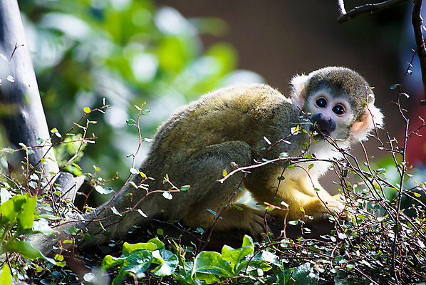 포토 JPG 해외이미지 나무 동물 얼굴 야생동물 어린이 포유류 아프리카 자연 놀이 털 동물원 사람 앉기 사람없음 노란색 환경 검은색 기쁨 나뭇가지 원숭이 아기 잡기 숲 작음 모피 꼬리 다람쥐 유인원 지능 해외202004 해외포토 식물 감정 나라 컬러 모션 신체부위 설치류 크기 생태계 파일형식 이미지허브