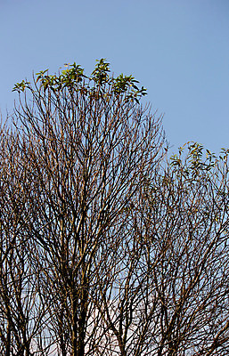 포토 JPG 해외이미지 나무 식물 구름 계절 도로 여행 잎 밭 아프리카 자연 하늘 휴가 건조 풍경 사람없음 빨간색 여름 파란색 흙 탐험 안개 성장 가을 흰색 언덕 먼지 방글라데시 해외202004 해외포토 자연요소 나라 길 컬러 농업 교통시설 날씨 생태계 남아시아 파일형식 이미지허브