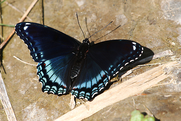 포토 JPG 해외이미지 동물 디자인 꽃 분홍색 나비 곤충 백그라운드 컨셉 꽃무늬 패턴 날개 일러스트 자연 벽지 추상 안테나 미술 사람없음 장식 빨간색 초록색 여름 파란색 컬러풀 노란색 정원 보라색 검은색 봄 흰색 우아함 벌레 묘사 내추럴 해외202004 해외포토 식물 계절 컬러 무늬 통신 문화예술 생태계 파일형식 이미지허브