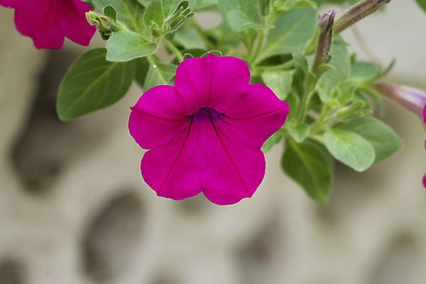 포토 JPG 해외이미지 꽃 자연 사람없음 보라색 흰배경 자연백그라운드 피튜니아 해외202004 해외포토 식물 컬러 백그라운드 흰색 생태계 파일형식 이미지허브