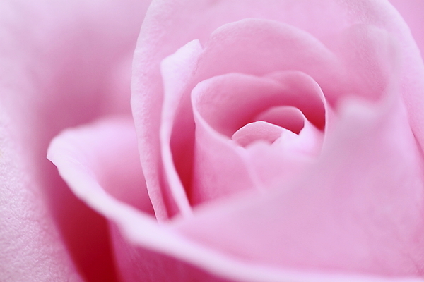 포토 JPG 해외이미지 식물 꽃 분홍색 백그라운드 잎 꽃무늬 자연 사람없음 야외 초록색 빛 장미 정원 벚꽃 신선 개화 소프트포커스 원예 꽃가루 내추럴 해외202004 해외포토 컬러 무늬 촬영기법 취미 가루 생태계 파일형식 이미지허브