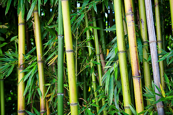 포토 JPG 해외이미지 나무 식물 아시아 문화 선 백그라운드 잎 자연 추상 건강 사람없음 장식 초록색 정원 일본 스파 중국 에너지 성장 신선 숲 열대우림 대나무 원예 생물학 동쪽 이국적 해외202004 해외포토 교육 나라 컬러 무늬 취미 방향 생태계 파일형식 이미지허브