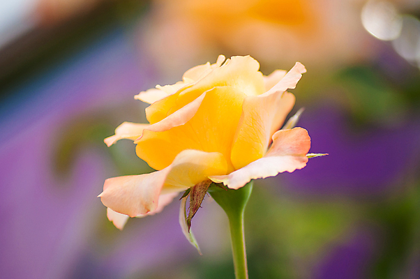 포토 JPG 해외이미지 식물 기념일 꽃잎 꽃 줄기 잎 꽃무늬 오렌지 발렌타인데이 사랑 사람없음 장식 장미 노란색 벚꽃 흰색 축하 신선 심볼 싱글 질감 향기 파스텔톤 해외202004 해외포토 감정 컬러 컨셉 무늬 과일 데이이벤트 이벤트 냄새 파일형식 이미지허브