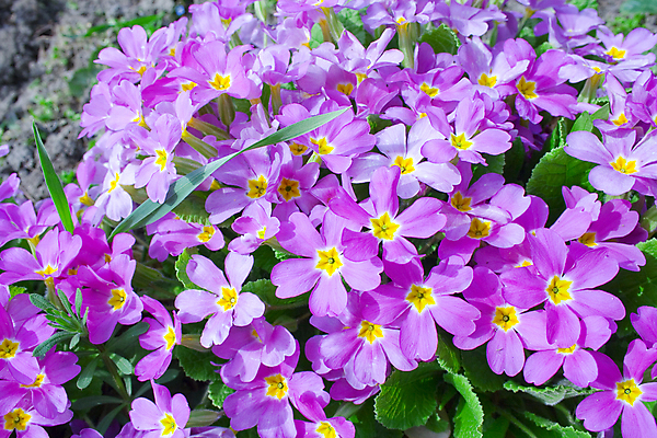 포토 JPG 해외이미지 식물 계절 공원 꽃 백그라운드 자연 종류 사람없음 장식 정원 봄 벚꽃 개화 혼합 꽃집 원예 잡종 원예사 프리뮬러 해외202004 해외포토 직업 공공시설 취미 상점 생태계 파일형식 이미지허브