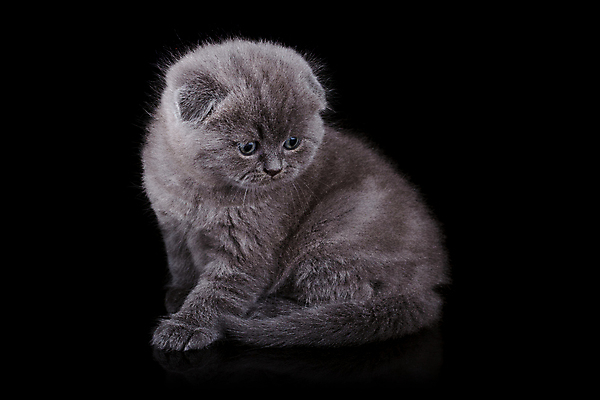 포토 JPG 해외이미지 동물 1 영어 응시 문화 얼굴 백그라운드 장난 포유류 가족 자연 영국 털 앉기 성인 사람없음 파란색 반려동물 갈색 고양이 줄무늬 회색 흰색 아기 고급 은색 작음 큼 자르기 슛 부드러움 얼룩무늬 솜털 고립 접기 스코틀랜드 해외202004 해외포토 문자 시선 유럽 컬러 컨셉 무늬 관계 모션 사람 신체부위 감각 크기 생태계 파일형식 이미지허브