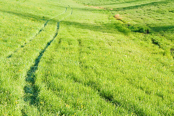 포토 JPG 해외이미지 식물 공원 도로 백그라운드 2 밭 자국 자연 풍경 사람없음 야외 가로 초록색 여름 농장 농경지 노란색 봄 산책로 시골 밭일 해외202004 해외포토 계절 공공시설 길 컬러 농업 교통시설 생태계 파일형식 이미지허브