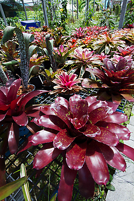 포토 JPG 해외이미지 나무 식물 꽃 행복 아시아 백그라운드 잎 꽃무늬 태국 자연 미술 사람 동양인 사람없음 장식 빨간색 초록색 조각상 노란색 검은색 성장 묘사 명상 뿌리 신앙심 해외202004 해외포토 감정 나라 컬러 무늬 문화예술 인종 조형물 생태계 파일형식 이미지허브