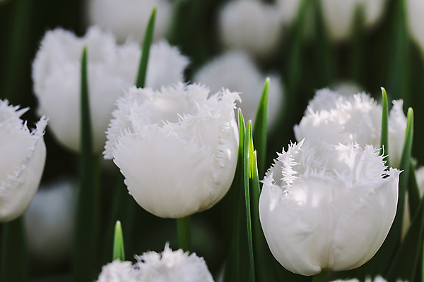 포토 JPG 해외이미지 식물 꽃잎 꽃 분홍색 꽃다발 백그라운드 잎 꽃무늬 밭 자연 사람없음 장식 초록색 컬러풀 노란색 환경 정원 보라색 침묵 봄 튤립 벚꽃 흰색 신선 우아함 선택 네덜란드 원예 초대 고립 많음 해외202004 해외포토 계절 유럽 컬러 컨셉 무늬 농업 취미 소리 생태계 파일형식 이미지허브