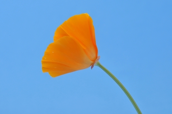 포토 JPG 해외이미지 식물 꽃 오렌지 사람없음 해외202004 해외포토 과일 파일형식 이미지허브