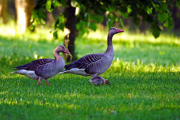 포토 JPG 해외이미지 식물 동물 계절 공원 남자 꽃 야생동물 백그라운드 잎 농업 날개 자연 조류 새로움 털 뿔 병아리 풍경 잔디 사람없음 초록색 여름 환경 정원 봄 벚꽃 가을 흰색 나뭇가지 황무지 냄비 숲 바퀴자국 원예 부리 사냥꾼 서식지 엘크 웅장함 해외202004 해외포토 나무 직업 공공시설 산업 컬러 컨셉 자국 사람 취미 솥 생태계 파일형식 이미지허브