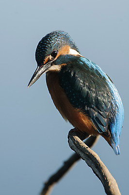 포토 JPG 해외이미지 주간 야생동물 자연 조류 사람없음 야외 물새 물총새 해외202004 해외포토 자연요소 동물 생태계 파일형식 이미지허브