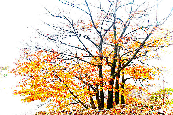 포토 JPG 해외이미지 나무 식물 여행 백그라운드 잎 오렌지 자연 날씨 풍경 사람없음 야외 빨간색 초록색 노란색 정원 가을 황금 숲 그림 장면 해외202004 해외포토 계절 컬러 과일 생태계 파일형식 이미지허브