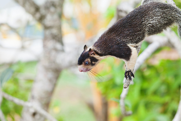 포토 JPG 해외이미지 나무 동물 아시아 야생동물 여행 자연 휴가 휴식 앉기 풍경 사람없음 초록색 컬러풀 햇빛 평화 관찰 황무지 편안함 순수 즐거움 만족 다람쥐 엽서 천국 스리랑카 전용 정교 해외202004 해외포토 식물 감정 나라 컬러 컨셉 모션 태양 감각 설치류 편지 생태계 파일형식 이미지허브