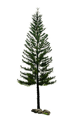 포토 JPG 해외이미지 나무 식물 계절 클리핑패스 줄기 백그라운드 단풍 낙엽 잎 크리스마스 자연 손바닥 사람없음 야외 목재 초록색 환경 정원 봄 성장 흰색 나뭇가지 고독 숲 큼 자르기 수집 오브젝트 싱글 에코 코코넛 내추럴 고립 생태학 옛날 그리너리 해외202004 해외포토 손 교육 기념일 감정 컬러 과일 재료 모션 크기 생태계 파일형식 트랜드컬러 이미지허브