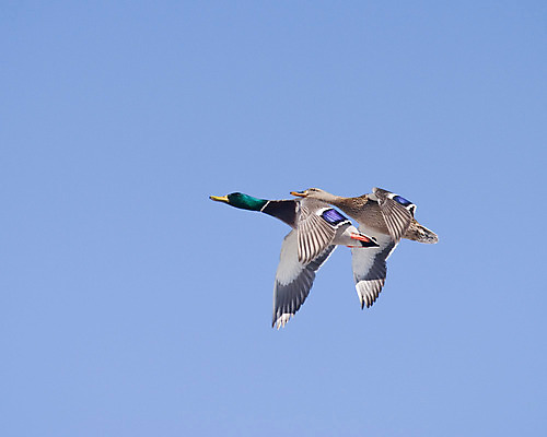 포토 JPG 해외이미지 동물 남자 야생동물 포즈 날개 모션 자연 조류 오리 사람없음 야외 초록색 파란색 컬러풀 게임 포르투갈 깃털 사냥 부리 물새 청둥오리 해외202004 해외포토 유럽 컬러 놀이 사람 생태계 파일형식 이미지허브