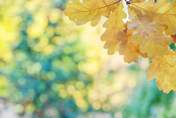 포토 JPG 해외이미지 나무 식물 계절 공원 백그라운드 단풍 잎 자연 아침 프레임 풍경 사람없음 야외 가로 초록색 햇빛 노란색 우주 환경 활발 가을 나뭇가지 변화 황금 소프트포커스 숲 보케 각도 정맥 전경 해외202004 해외포토 주간 공공시설 컬러 컨셉 촬영기법 태양 생태계 혈관 파일형식 탑뷰 이미지허브