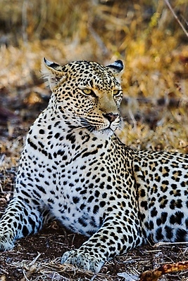 포토 JPG 해외이미지 나무 동물 응시 공원 얼굴 야생동물 스포츠 여행 포유류 아프리카 자연 수염 국립공원 사람없음 여행객 환경 고양이 나뭇가지 관찰 점 기다림 큼 검색 육식동물 표범 랜드마크 사바나 탄자니아 평야 해외202004 해외포토 멸종위기종 식물 시선 공공시설 나라 모션 사람 신체부위 반려동물 크기 생태계 파일형식 이미지허브