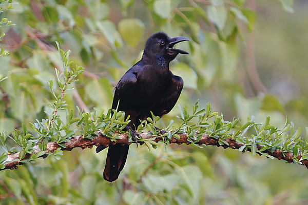 포토 JPG 해외이미지 나무 동물 여자 남자 아시아 얼굴 야생동물 백그라운드 날개 자연 조류 사람없음 야외 목재 가로 초록색 컬러풀 머리 환경 나뭇가지 막대기 닫기 숲 큼 깃털 꼬리 부리 서식지 까마귀 생태학 이국적 해외202004 해외포토 식물 교육 나라 컬러 재료 모션 사람 신체부위 크기 생태계 파일형식 이미지허브