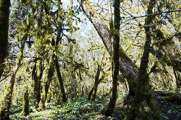 포토 JPG 해외이미지 나무 식물 손 계절 잎 자연 손잡이 이끼 사람없음 야외 초록색 울타리 상자 정원 봄 성장 칼날 닫기 발굴 원예 클립 날카로움 다듬기 돌봄 옛날 울퉁불퉁 원예사 제목 그리너리 해외202004 해외포토 직업 컬러 모션 취미 신체부위 담장 생태계 파일형식 트랜드컬러 이미지허브