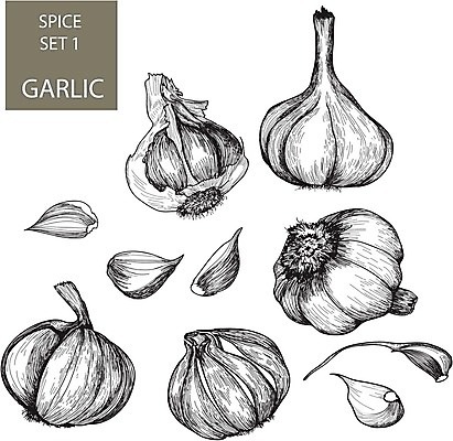 EPS 해외이미지 음식 채소 일러스트 재료 흑백 마늘 요리 그래픽 정원 조미료 허브 향신료 그림 뿌리 손그림 향료 판화 땅바닥 해외202004 해외일러스트 식물 바닥 촬영기법 미술 향기 냄새 향미료 파일형식 벡터 이미지허브