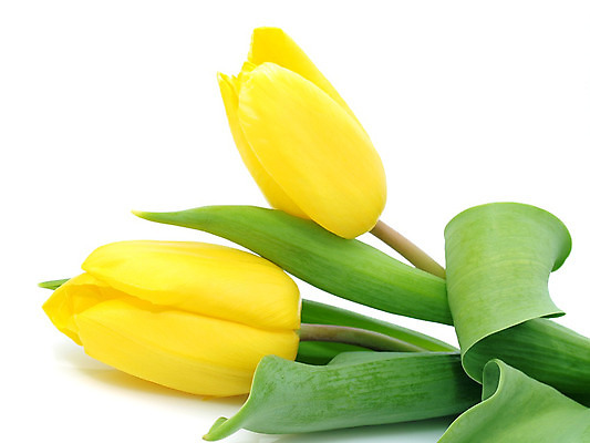 포토 JPG 해외이미지 식물 계절 공원 꽃 꽃다발 백그라운드 잎 꽃무늬 밭 자연 부활절 발렌타인데이 3 사람없음 야외 초록색 컬러풀 햇빛 태양 정원 보라색 침묵 봄 튤립 벚꽃 광선 축하 신선 닫기 5월 꽃집 엽서 내추럴 강렬 블러 해외202004 해외포토 자연요소 공공시설 기념일 컬러 컨셉 무늬 농업 모션 데이이벤트 상점 소리 날짜 편지 생태계 파일형식 이미지허브