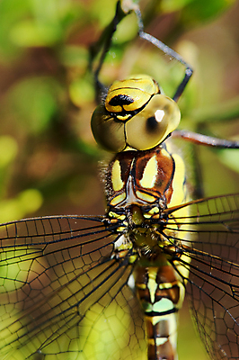포토 JPG 해외이미지 동물 곤충 날개 자연 사람없음 초록색 머리 잠자리 해외202004 해외포토 컬러 신체부위 생태계 파일형식 이미지허브