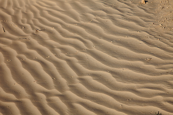 포토 JPG 해외이미지 주간 모래 백그라운드 풍경 사람없음 야외 갈색 사막 사하라 사하라사막 해외202004 해외포토 자연요소 컬러 아프리카 파일형식 이미지허브
