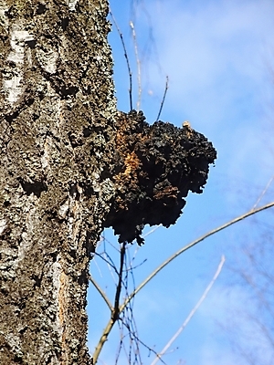 포토 JPG 해외이미지 나무 자연 하늘 날씨 휴식 건강 사람없음 목재 태양 버섯 침묵 숲 즐거움 서식 생태학 해외202004 해외포토 자연요소 식물 교육 감정 컨셉 재료 소리 생태계 파일형식 이미지허브