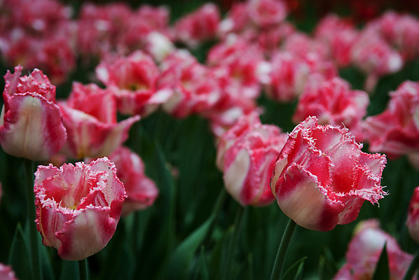 포토 JPG 해외이미지 꽃잎 꽃 분홍색 잎 자연 따뜻함 사람없음 초록색 빛 정원 봄 튤립 이슬 다발 보케 부드러움 해외202004 해외포토 식물 계절 컬러 감각 생태계 파일형식 이미지허브