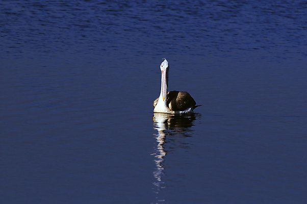 포토 JPG 해외이미지 동물 바다 포즈 날개 조류 하늘 낚시 성인 사람없음 야외 가로 파란색 갈색 항구 봄 회색 습지 큼 펠리컨 깃털 속도 부리 철새 칠레 남쪽 계산서 해외202004 해외포토 계절 컬러 교통시설 레저 사람 남아메리카 크기 방향 파일형식 이미지허브