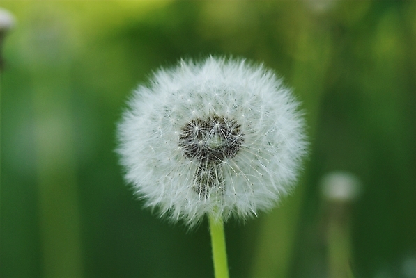 포토 JPG 해외이미지 식물 꽃 공 씨앗 사람없음 파란색 흰색 민들레 부드러움 솜털 취급주의 해외202004 해외포토 컬러 경고 감각 파일형식 이미지허브
