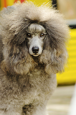 포토 JPG 해외이미지 동물 응시 공원 행복 장난 공 포유류 포옹 친절 털 건강 사탕 서기 사람없음 야외 물 반려동물 믿음 가축 활발 미니어처 회색 표현 면 우아함 개 리트리버 달콤 강아지 은색 푸들 무릎 부드러움 솜털 프랑스어 기르기 동반자 미니 복종 신앙심 유래 지능 충실 해외202004 해외포토 자연요소 문자 시선 공공시설 감정 컬러 컨셉 안기 모션 디저트 신체부위 모형 감각 맛 돌봄 파일형식 이미지허브