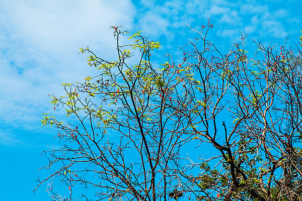 포토 JPG 해외이미지 나무 식물 디자인 계절 음식 백그라운드 잎 패턴 자연 벽지 하늘 건강 풍경 사람없음 야외 목재 초록색 여름 파란색 빛 햇빛 환경 정원 봄 흰색 나뭇가지 신선 그룹 숲 유기농 질감 내추럴 옛날 해외202004 해외포토 웰빙 컬러 무늬 재료 태양 생태계 파일형식 이미지허브