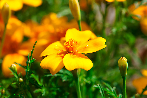 포토 JPG 해외이미지 식물 계절 꽃잎 꽃 백그라운드 꽃무늬 패턴 밭 오렌지 자연 사람없음 초록색 노란색 환경 정원 봄 활발 성장 벚꽃 신선 소프트포커스 내추럴 블러 해외202004 해외포토 컬러 컨셉 무늬 농업 과일 촬영기법 생태계 파일형식 이미지허브