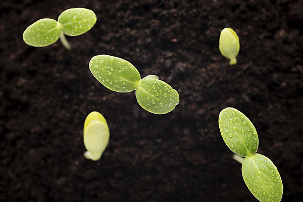 포토 JPG 해외이미지 식물 백그라운드 잎 자연 새로움 씨앗 사람없음 초록색 봄 성장 작음 오브젝트 뿌리 먼지 개발 모종 해외202004 해외포토 계절 컬러 컨셉 크기 생태계 파일형식 이미지허브