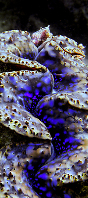 포토 JPG 해외이미지 동물 남자 꽃 아시아 스포츠 바다 여행 조개 어류 사람없음 물 컬러풀 껍질 스노클링 산호 다이빙 암초 몰디브 이국적 해외202004 해외포토 자연요소 식물 나라 컬러 어패류 사람 수영 수중동물 수상스포츠 자포동물 수중스포츠 파일형식 이미지허브