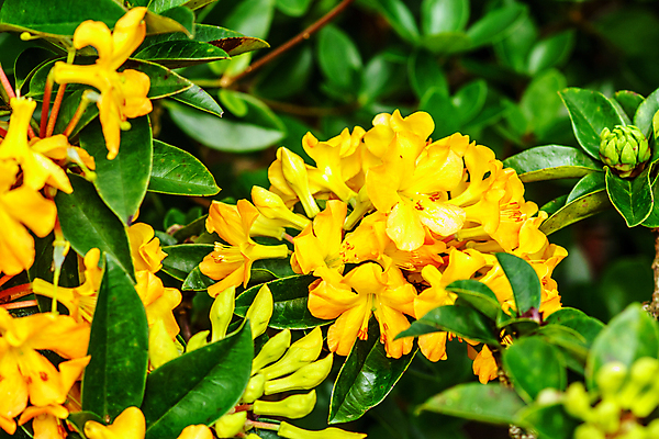 포토 JPG 해외이미지 나무 식물 꽃 잎 자연 씨앗 사람없음 초록색 컬러풀 노란색 정원 보라색 흰색 나뭇가지 숲 꽃가루 강렬 해외202004 해외포토 컬러 가루 생태계 파일형식 이미지허브