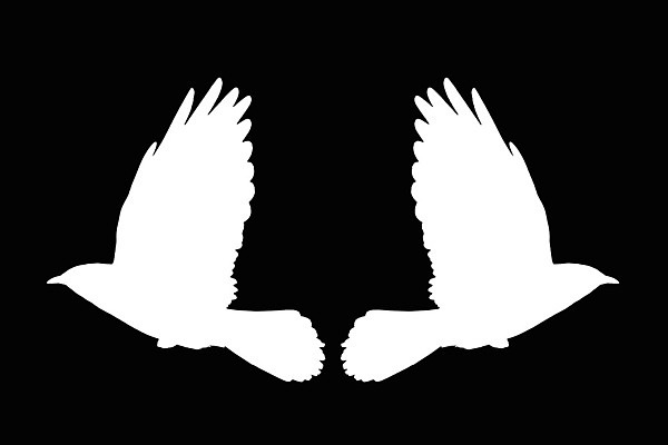 포토 JPG 해외이미지 동물 실루엣 야생동물 날개 일러스트 자연 조류 그림자 사람없음 검은색 흰색 깃털 사인 부리 까마귀 나쁜 고립 해외202004 해외포토 컬러 촬영기법 생태계 파일형식 이미지허브