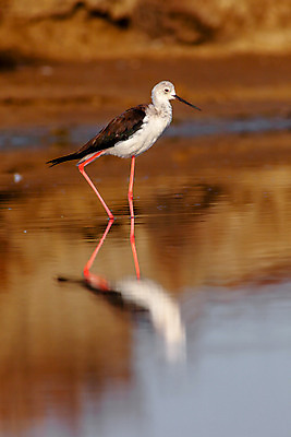 포토 JPG 해외이미지 동물 야생동물 날개 자연 조류 사람없음 야외 물 환경 검은색 흰색 작음 깃털 부리 서식지 내추럴 해외202004 해외포토 자연요소 컬러 크기 생태계 파일형식 이미지허브