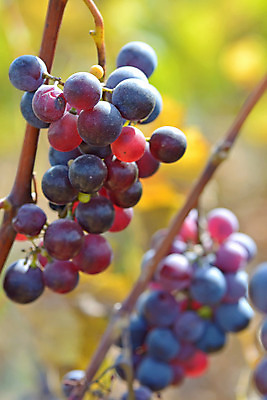 포토 JPG 해외이미지 식물 계절 음식 백그라운드 농업 과일 자연 포도 디저트 건강 사람없음 빨간색 와인 정원 검은색 수확 껍질 가을 신선 선택 달콤 큼 유기농 포도밭 강렬 밭일 양조 해외202004 해외포토 웰빙 산업 컬러 컨셉 밭 주류 맛 크기 생태계 파일형식 이미지허브