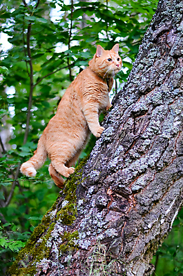 포토 JPG 해외이미지 동물 야생동물 줄기 백그라운드 포유류 자연 날씨 휴식 주택 사랑 성인 사람없음 목재 초록색 반려동물 햇빛 태양 노란색 평화 점프 고양이 산책 꿈 뜨거움 사냥 나무껍질 돌봄 동물상 해외202004 해외포토 자연요소 나무 식물 감정 컬러 컨셉 재료 모션 사람 건물 조형물 껍질 생태계 파일형식 이미지허브