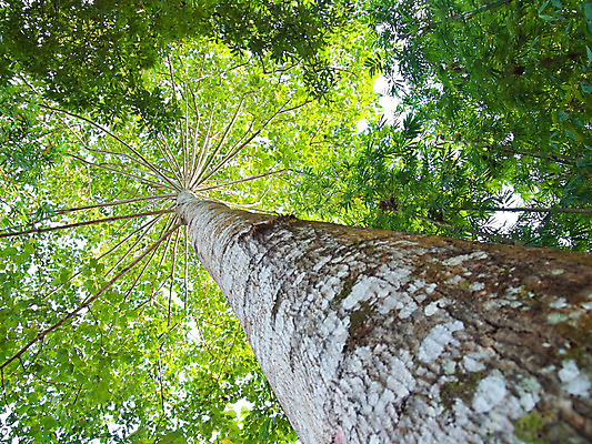 포토 JPG 해외이미지 나무 식물 줄기 백그라운드 잎 자연 추상 서기 사람없음 야외 목재 장식 환경 침묵 성장 나뭇가지 신선 확대 숲 큼 그늘 아래 묘사 각도 깊이 생태학 염원 옛날 웅장함 절정 해외202004 해외포토 교육 무늬 재료 모션 소리 크기 방향 생태계 위치 파일형식 이미지허브