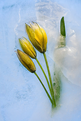 포토 JPG 해외이미지 식물 계절 꽃잎 꽃 꽃다발 백그라운드 컨셉 잎 꽃무늬 자연 추상 사람없음 물 파란색 반사 노란색 냉동 얼음 거품 추위 튤립 벚꽃 흰색 신선 신용카드 투명 다발 순수 상쾌 서리 꽃수술 카피스페이스 해외202004 해외포토 자연요소 감정 컬러 무늬 금융 공백 생태계 파일형식 이미지허브