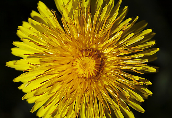 포토 JPG 해외이미지 식물 1 계절 꽃잎 꽃 밭 자연 사람없음 야외 초록색 하이앵글 노란색 머리 정원 봄 활발 들꽃 벚꽃 신선 개화 민들레 5월 허브 오브젝트 싱글 심플 부드러움 솜털 해외202004 해외포토 뷰포인트 컬러 컨셉 농업 신체부위 감각 날짜 생태계 파일형식 이미지허브