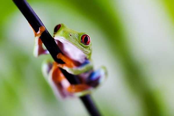 포토 JPG 해외이미지 주간 한마리 야생동물 매달리기 양서류 사람없음 야외 아웃포커스 청개구리 잎줄기 해외202004 해외포토 자연요소 동물 1 줄기 모션 촬영기법 개구리 파일형식 이미지허브