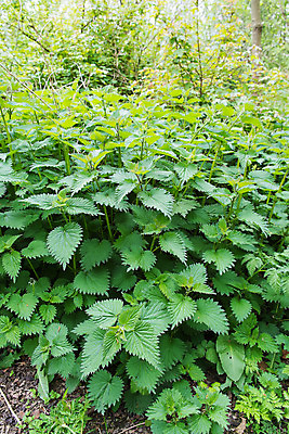 포토 JPG 해외이미지 식물 공원 잎 자연 사람없음 야외 초록색 봄 성장 찌르기 내추럴 해외202004 해외포토 계절 공공시설 컬러 모션 생태계 파일형식 이미지허브