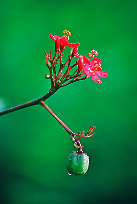 포토 JPG 해외이미지 식물 꽃 과일 자연 사람없음 빨간색 초록색 환경 정원 관목 해외202004 해외포토 나무 컬러 생태계 파일형식 이미지허브