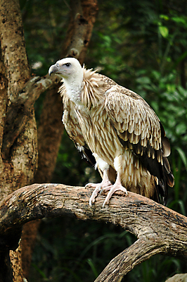 포토 JPG 해외이미지 동물 아시아 조류 사람없음 초록색 갈색 머리 검은색 죽음 큼 깃털 사냥 부리 육식동물 대머리 육식 계산서 동물상 해외202004 해외포토 헤어스타일 나라 컬러 신체부위 조형물 크기 파일형식 이미지허브